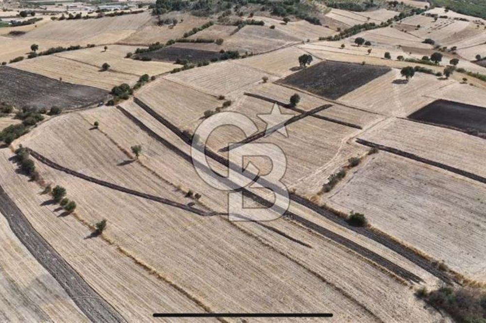 CB KİNG'DEN CİNGE MAHALLESİ SATILIK TARLA 