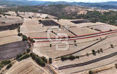 CB KİNG'DEN CİNGE MAHALLESİ SATILIK TARLA 