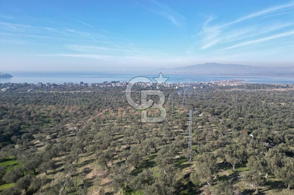 ŞAKRAN’DA DENİZ MANZARALI SATILIK 19423 M2 FIRSAT ZEYTİNLİK