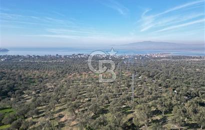 ŞAKRAN’DA DENİZ MANZARALI SATILIK 19423 M2 FIRSAT ZEYTİNLİK