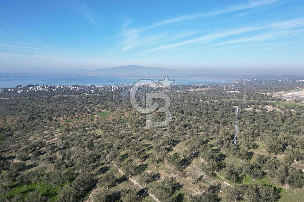 ŞAKRAN’DA DENİZ MANZARALI SATILIK 19423 M2 FIRSAT ZEYTİNLİK