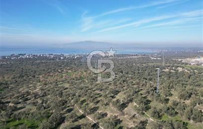 ŞAKRAN’DA DENİZ MANZARALI SATILIK 19423 M2 FIRSAT ZEYTİNLİK