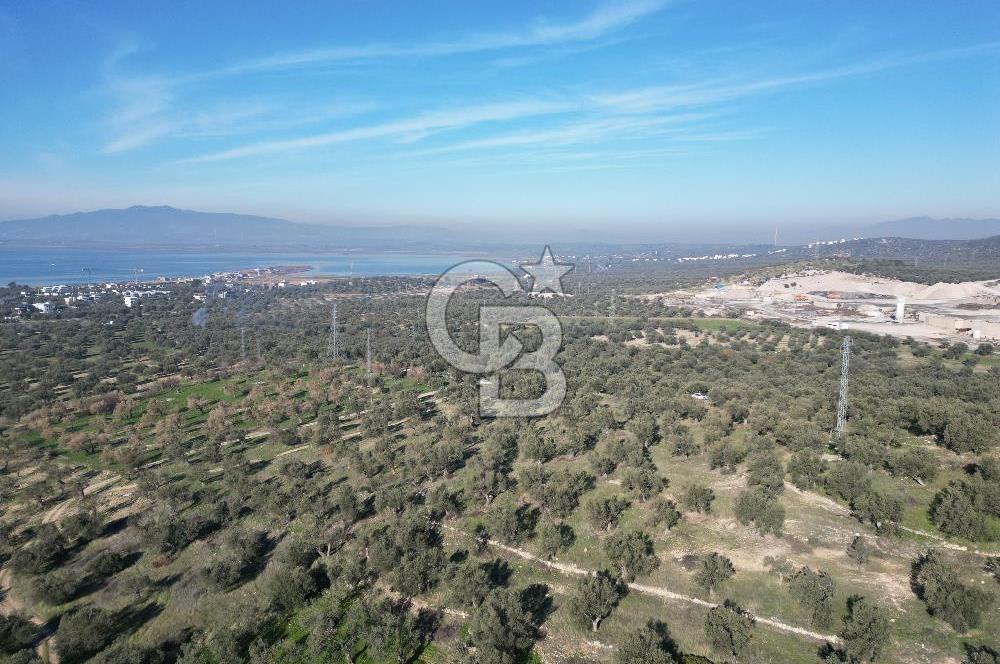 ŞAKRAN’DA DENİZ MANZARALI SATILIK 19423 M2 FIRSAT ZEYTİNLİK