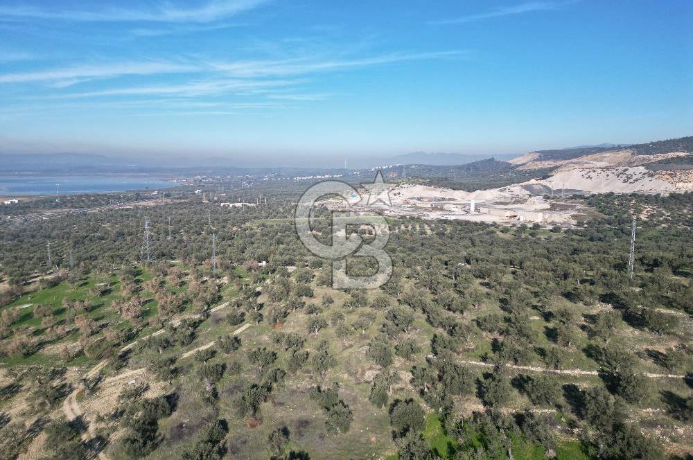 ŞAKRAN’DA DENİZ MANZARALI SATILIK 19423 M2 FIRSAT ZEYTİNLİK