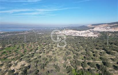 ŞAKRAN’DA DENİZ MANZARALI SATILIK 19423 M2 FIRSAT ZEYTİNLİK