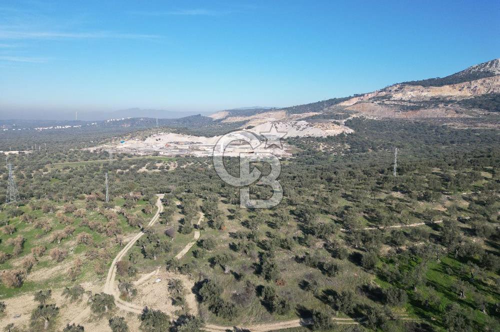 ŞAKRAN’DA DENİZ MANZARALI SATILIK 19423 M2 FIRSAT ZEYTİNLİK