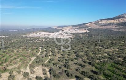 ŞAKRAN’DA DENİZ MANZARALI SATILIK 19423 M2 FIRSAT ZEYTİNLİK