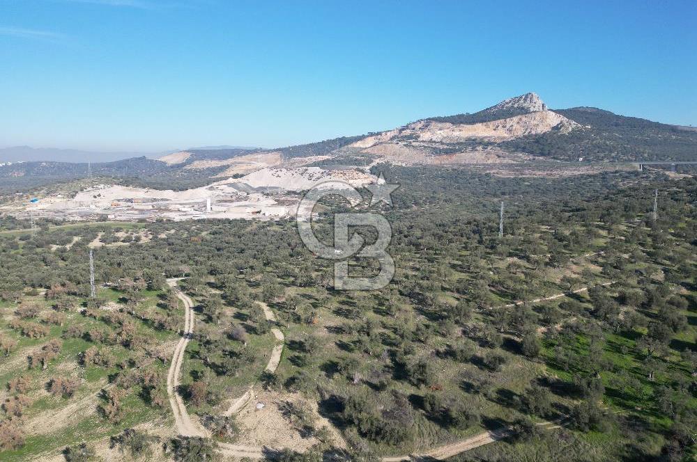 ŞAKRAN’DA DENİZ MANZARALI SATILIK 19423 M2 FIRSAT ZEYTİNLİK