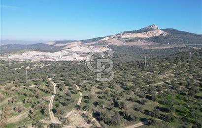 ŞAKRAN’DA DENİZ MANZARALI SATILIK 19423 M2 FIRSAT ZEYTİNLİK