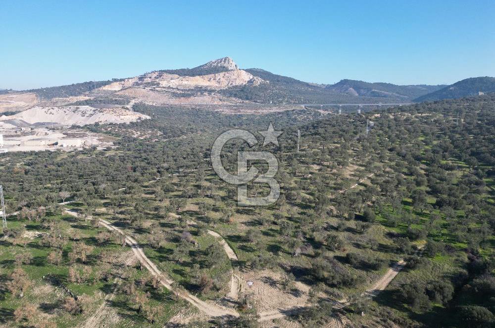 ŞAKRAN’DA DENİZ MANZARALI SATILIK 19423 M2 FIRSAT ZEYTİNLİK