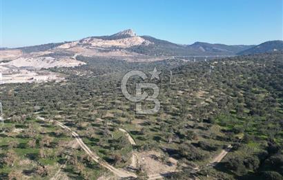 ŞAKRAN’DA DENİZ MANZARALI SATILIK 19423 M2 FIRSAT ZEYTİNLİK