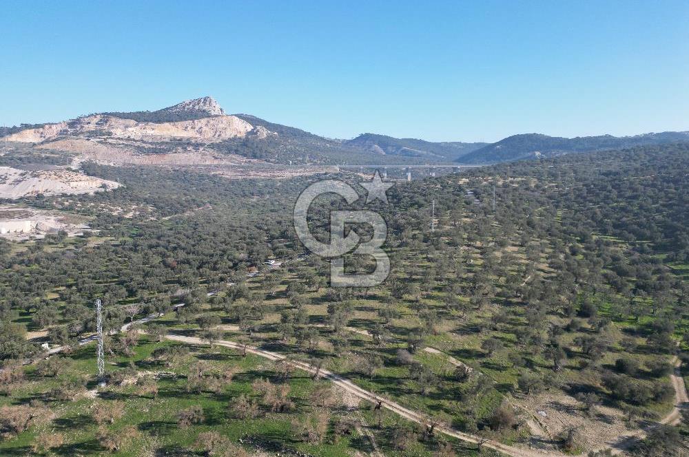 ŞAKRAN’DA DENİZ MANZARALI SATILIK 19423 M2 FIRSAT ZEYTİNLİK