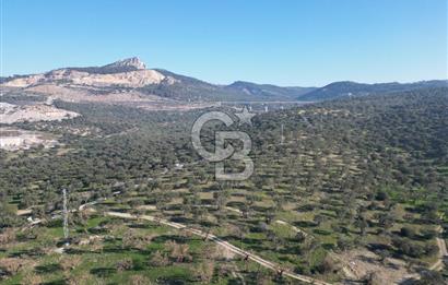 ŞAKRAN’DA DENİZ MANZARALI SATILIK 19423 M2 FIRSAT ZEYTİNLİK