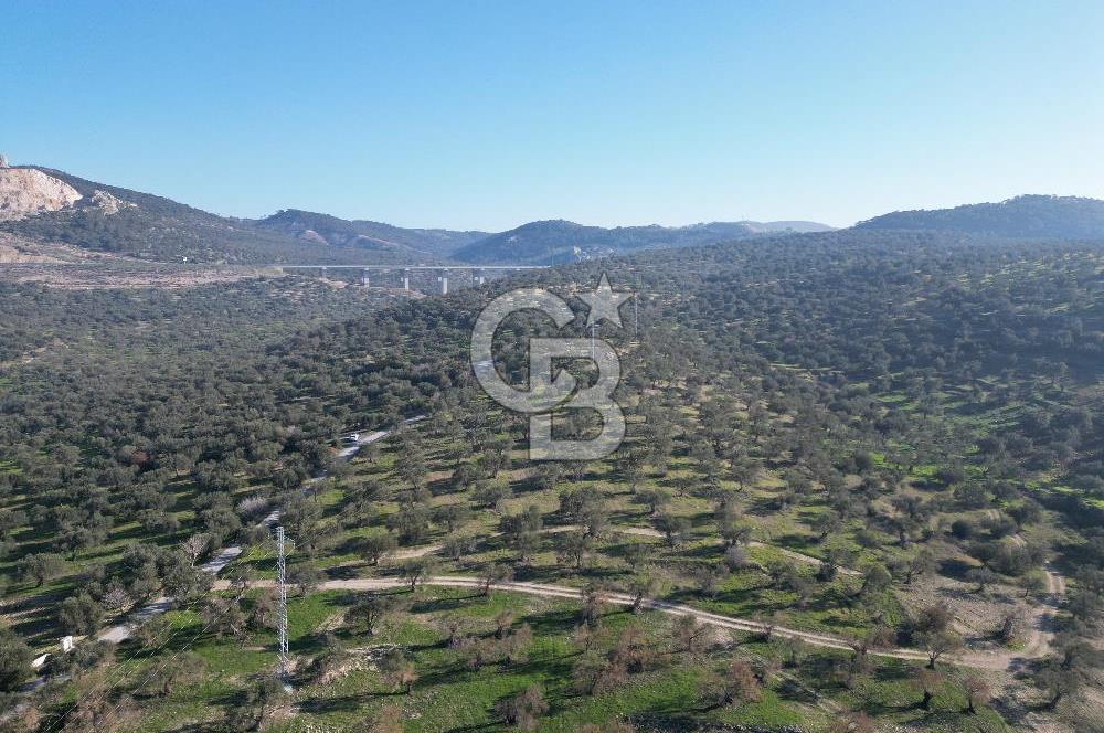 ŞAKRAN’DA DENİZ MANZARALI SATILIK 19423 M2 FIRSAT ZEYTİNLİK