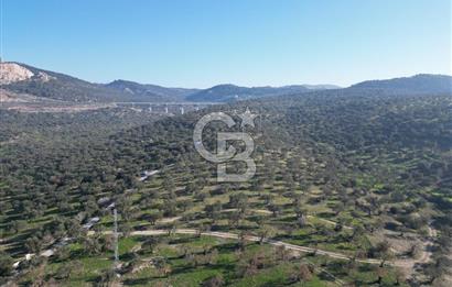 ŞAKRAN’DA DENİZ MANZARALI SATILIK 19423 M2 FIRSAT ZEYTİNLİK