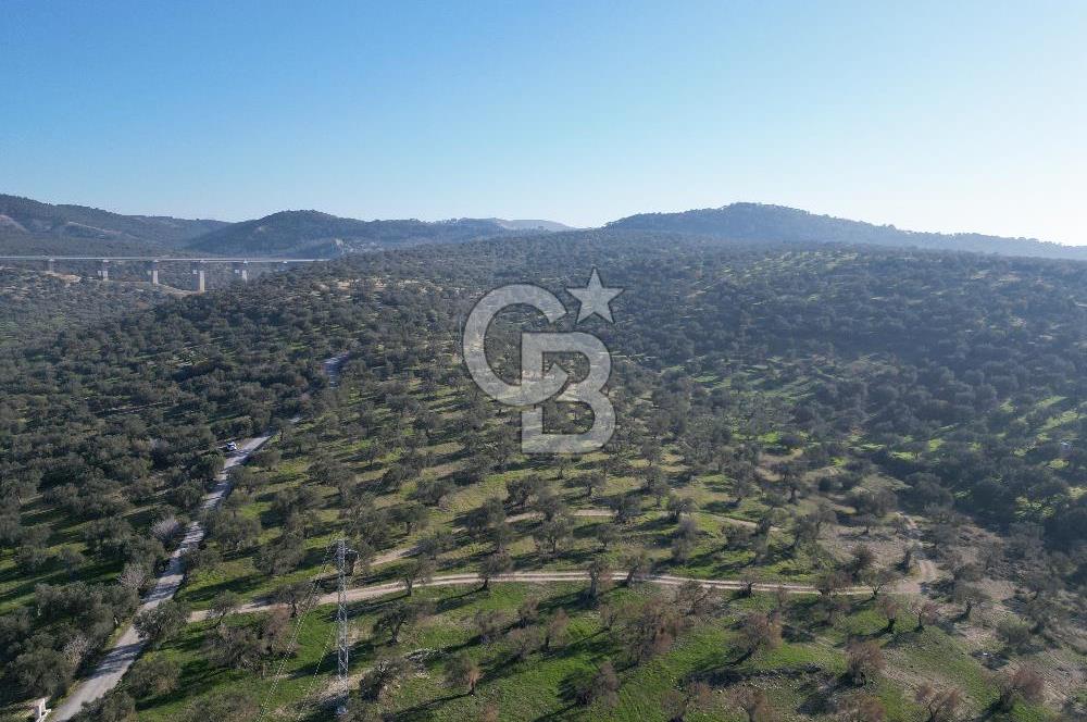 ŞAKRAN’DA DENİZ MANZARALI SATILIK 19423 M2 FIRSAT ZEYTİNLİK