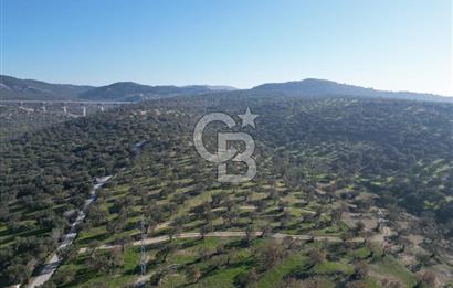 ŞAKRAN’DA DENİZ MANZARALI SATILIK 19423 M2 FIRSAT ZEYTİNLİK