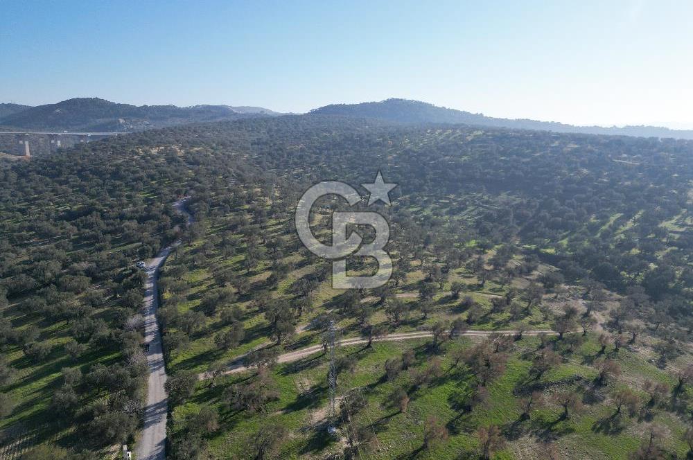 ŞAKRAN’DA DENİZ MANZARALI SATILIK 19423 M2 FIRSAT ZEYTİNLİK