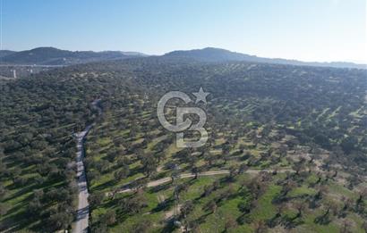 ŞAKRAN’DA DENİZ MANZARALI SATILIK 19423 M2 FIRSAT ZEYTİNLİK