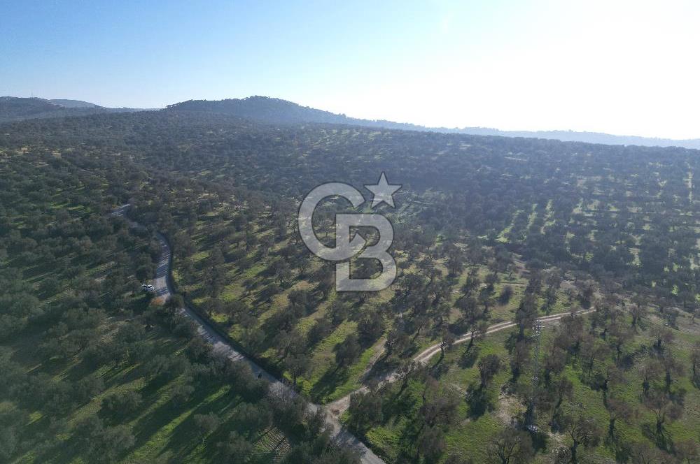 ŞAKRAN’DA DENİZ MANZARALI SATILIK 19423 M2 FIRSAT ZEYTİNLİK