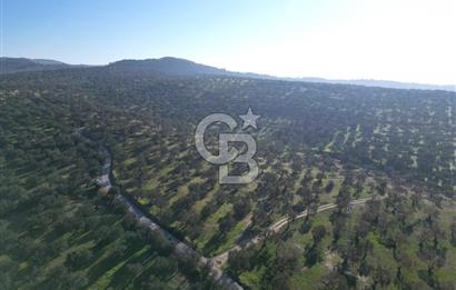 ŞAKRAN’DA DENİZ MANZARALI SATILIK 19423 M2 FIRSAT ZEYTİNLİK