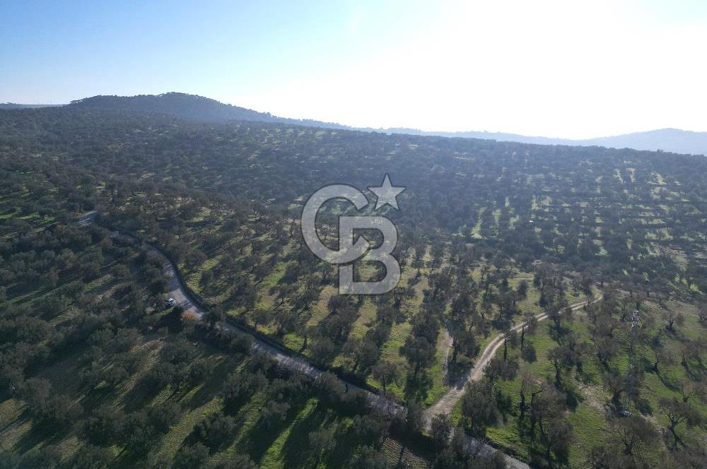 ŞAKRAN’DA DENİZ MANZARALI SATILIK 19423 M2 FIRSAT ZEYTİNLİK