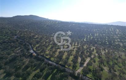 ŞAKRAN’DA DENİZ MANZARALI SATILIK 19423 M2 FIRSAT ZEYTİNLİK