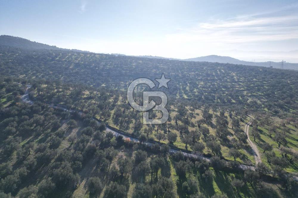 ŞAKRAN’DA DENİZ MANZARALI SATILIK 19423 M2 FIRSAT ZEYTİNLİK