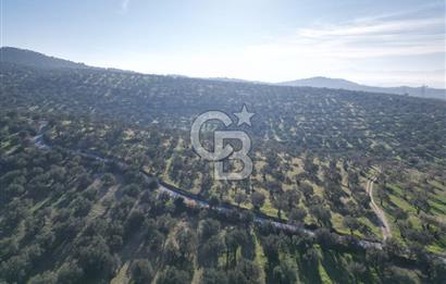 ŞAKRAN’DA DENİZ MANZARALI SATILIK 19423 M2 FIRSAT ZEYTİNLİK