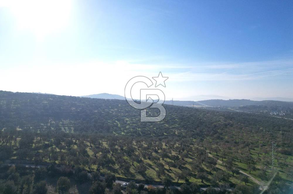 ŞAKRAN’DA DENİZ MANZARALI SATILIK 19423 M2 FIRSAT ZEYTİNLİK