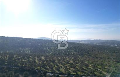 ŞAKRAN’DA DENİZ MANZARALI SATILIK 19423 M2 FIRSAT ZEYTİNLİK