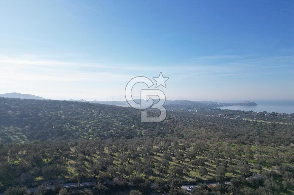 ŞAKRAN’DA DENİZ MANZARALI SATILIK 19423 M2 FIRSAT ZEYTİNLİK