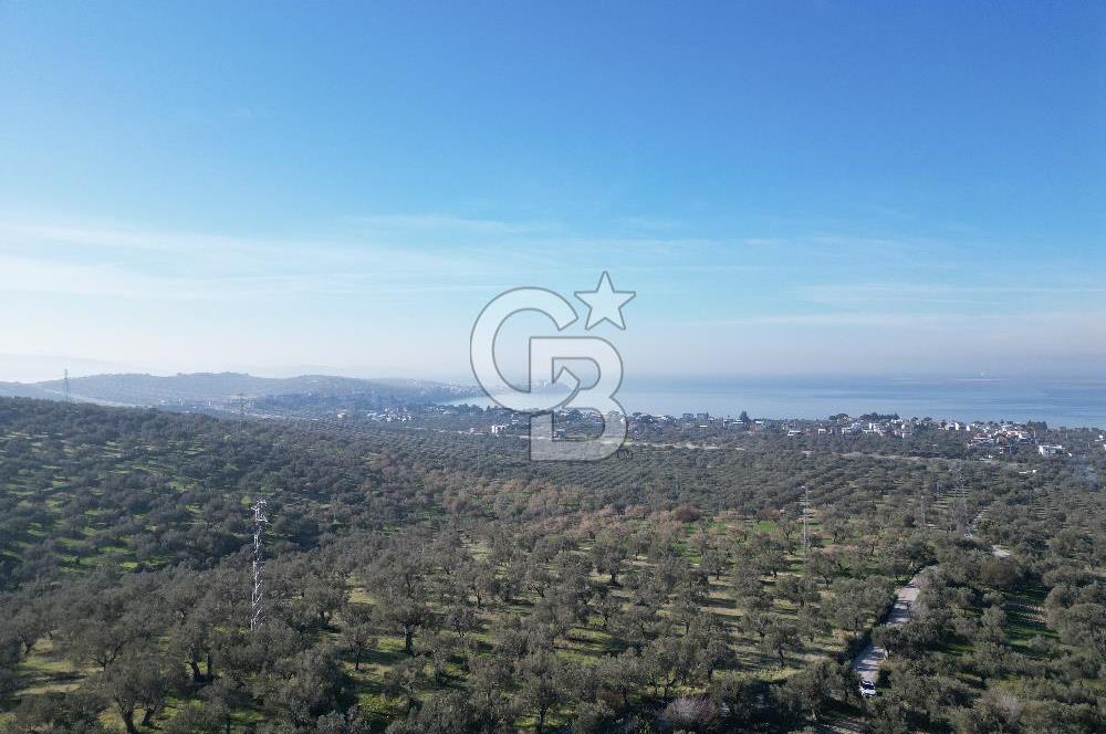 ŞAKRAN’DA DENİZ MANZARALI SATILIK 19423 M2 FIRSAT ZEYTİNLİK