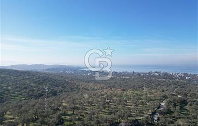 ŞAKRAN’DA DENİZ MANZARALI SATILIK 19423 M2 FIRSAT ZEYTİNLİK
