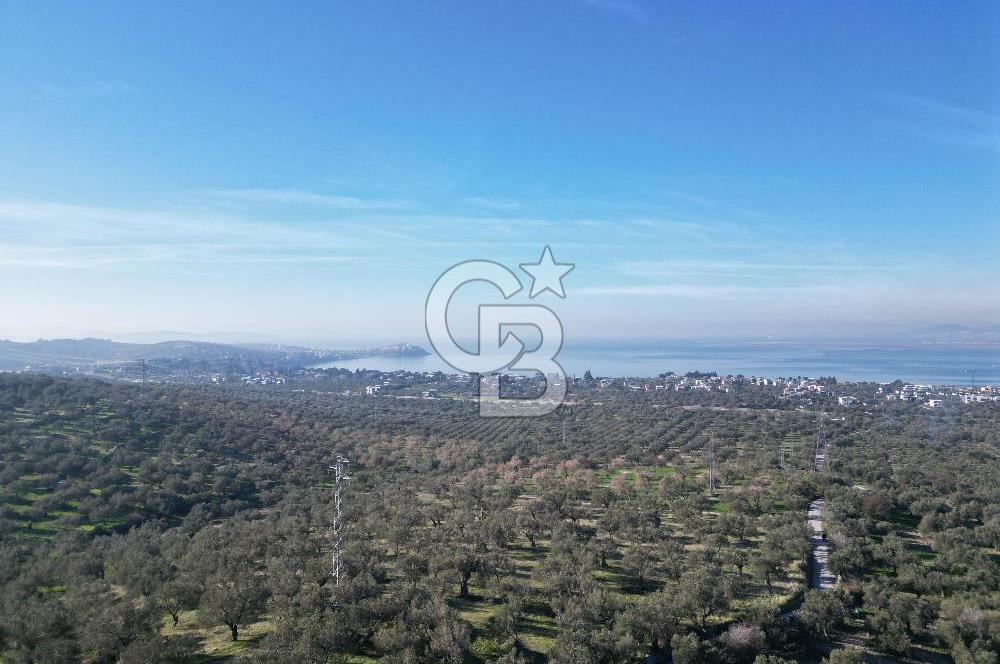 ŞAKRAN’DA DENİZ MANZARALI SATILIK 19423 M2 FIRSAT ZEYTİNLİK
