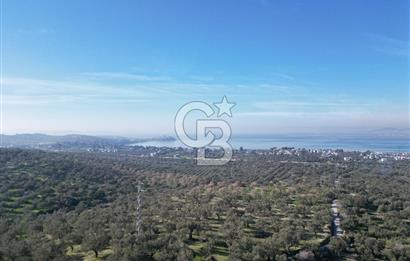 ŞAKRAN’DA DENİZ MANZARALI SATILIK 19423 M2 FIRSAT ZEYTİNLİK