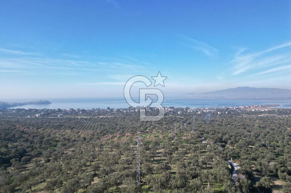 ŞAKRAN’DA DENİZ MANZARALI SATILIK 19423 M2 FIRSAT ZEYTİNLİK