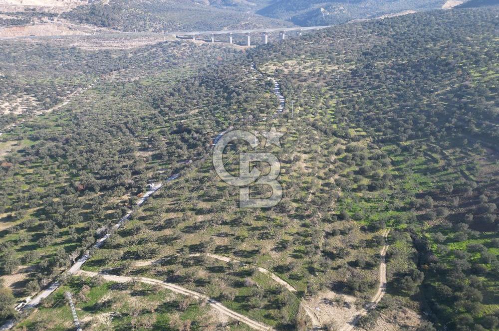 ŞAKRAN’DA DENİZ MANZARALI SATILIK 19423 M2 FIRSAT ZEYTİNLİK