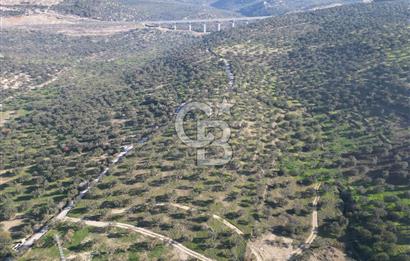 ŞAKRAN’DA DENİZ MANZARALI SATILIK 19423 M2 FIRSAT ZEYTİNLİK