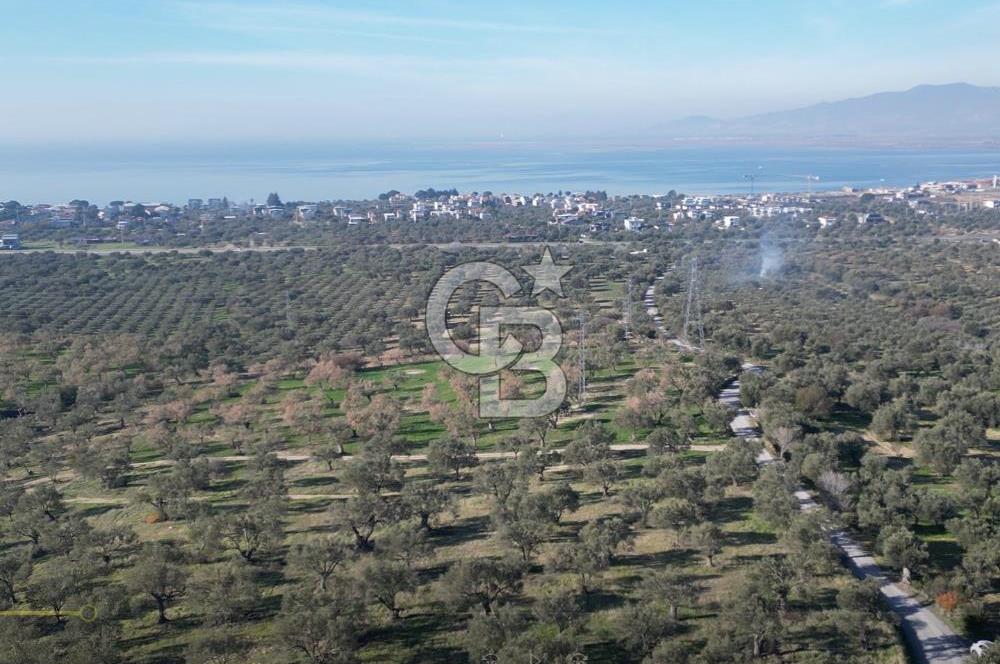 ŞAKRAN’DA DENİZ MANZARALI SATILIK 19423 M2 FIRSAT ZEYTİNLİK