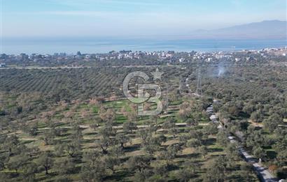 ŞAKRAN’DA DENİZ MANZARALI SATILIK 19423 M2 FIRSAT ZEYTİNLİK