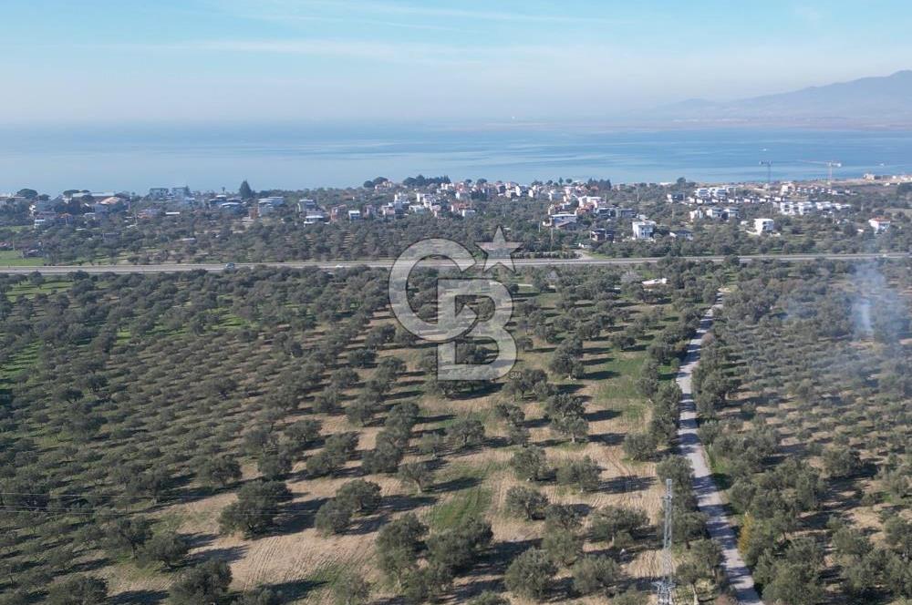 ŞAKRAN’DA DENİZ MANZARALI SATILIK 19423 M2 FIRSAT ZEYTİNLİK