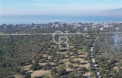 ŞAKRAN’DA DENİZ MANZARALI SATILIK 19423 M2 FIRSAT ZEYTİNLİK