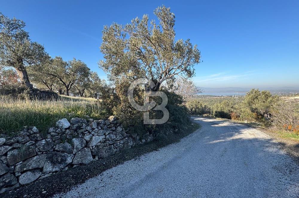 ŞAKRAN’DA DENİZ MANZARALI SATILIK 19423 M2 FIRSAT ZEYTİNLİK