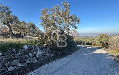 ŞAKRAN’DA DENİZ MANZARALI SATILIK 19423 M2 FIRSAT ZEYTİNLİK