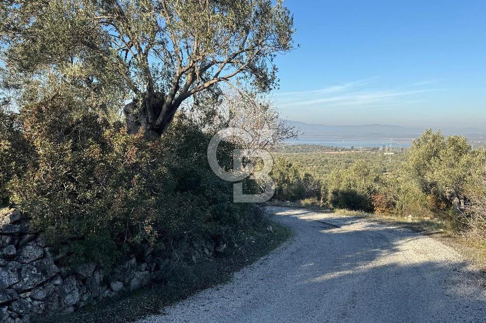 ŞAKRAN’DA DENİZ MANZARALI SATILIK 19423 M2 FIRSAT ZEYTİNLİK