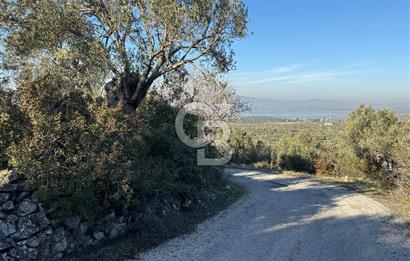 ŞAKRAN’DA DENİZ MANZARALI SATILIK 19423 M2 FIRSAT ZEYTİNLİK