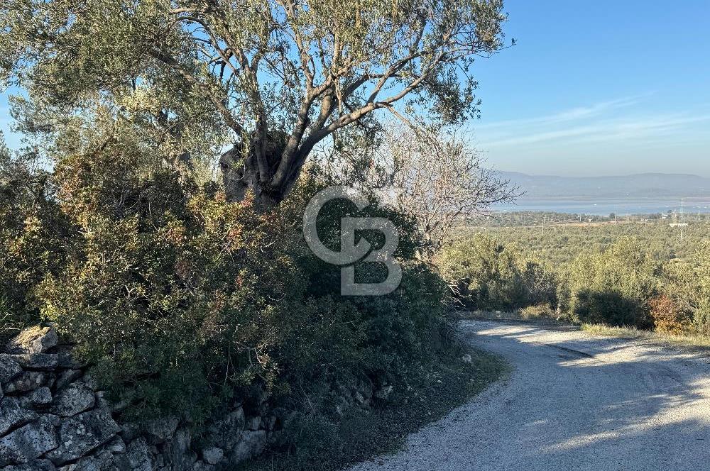 ŞAKRAN’DA DENİZ MANZARALI SATILIK 19423 M2 FIRSAT ZEYTİNLİK