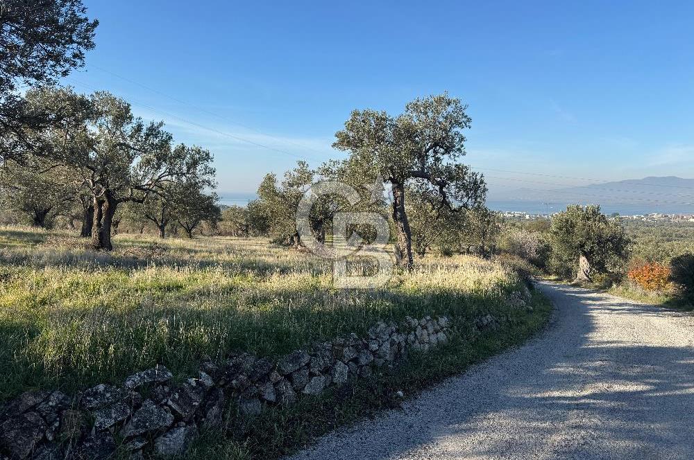 ŞAKRAN’DA DENİZ MANZARALI SATILIK 19423 M2 FIRSAT ZEYTİNLİK