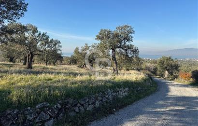 ŞAKRAN’DA DENİZ MANZARALI SATILIK 19423 M2 FIRSAT ZEYTİNLİK